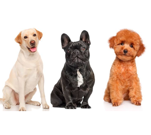 Perros