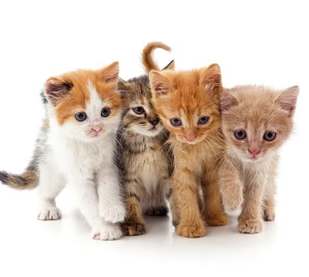 Gatos