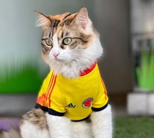 CAMISETAS